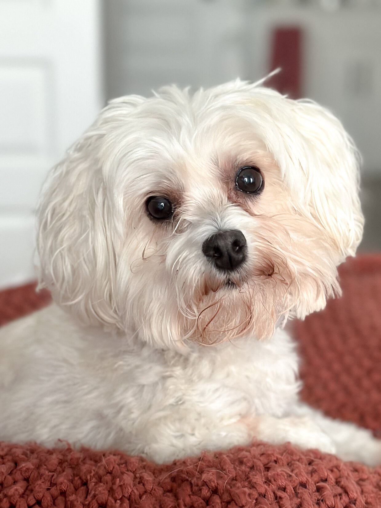Up close picture of Charlotte, our white multi poo dog sittign on a rust colored woven blanket.